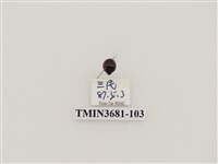 藏品(鞘翅目(1))的圖片